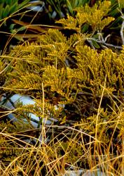 Veronica ochracea. Habit. Mt Arthur, Nelson.
 Image: M.J. Bayly © Te Papa CC-BY-NC 3.0 NZ